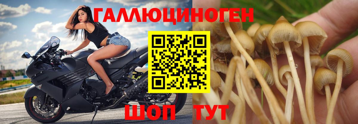 Галлюциногенные грибы GOLDEN TEACHER  Вход с VPN  сколько стоит  Амурск 